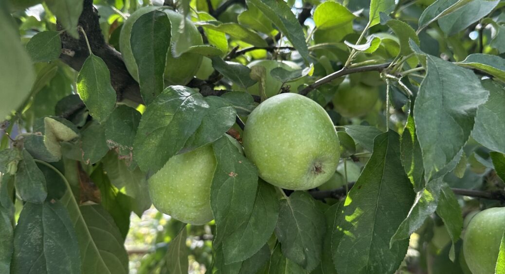 Зірвала яблучко з дерева, зірвала 2, 3 — в жодному немає “червʼячка”: я дослухалася порад і зробила 1 розчин 