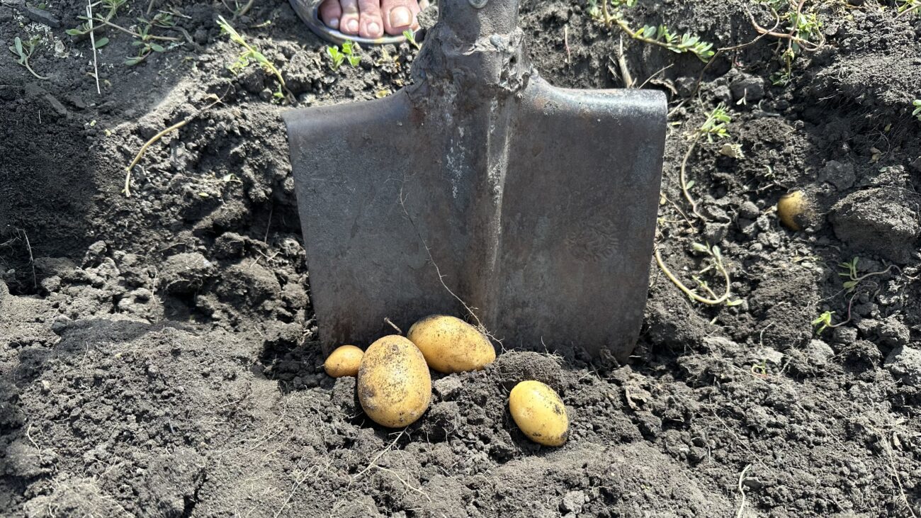 Городники розповіли, чому картопля може вирости дрібною 