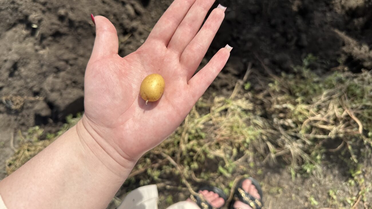 Городники розповіли, що потрібно робити, аби картопля виросла крупною