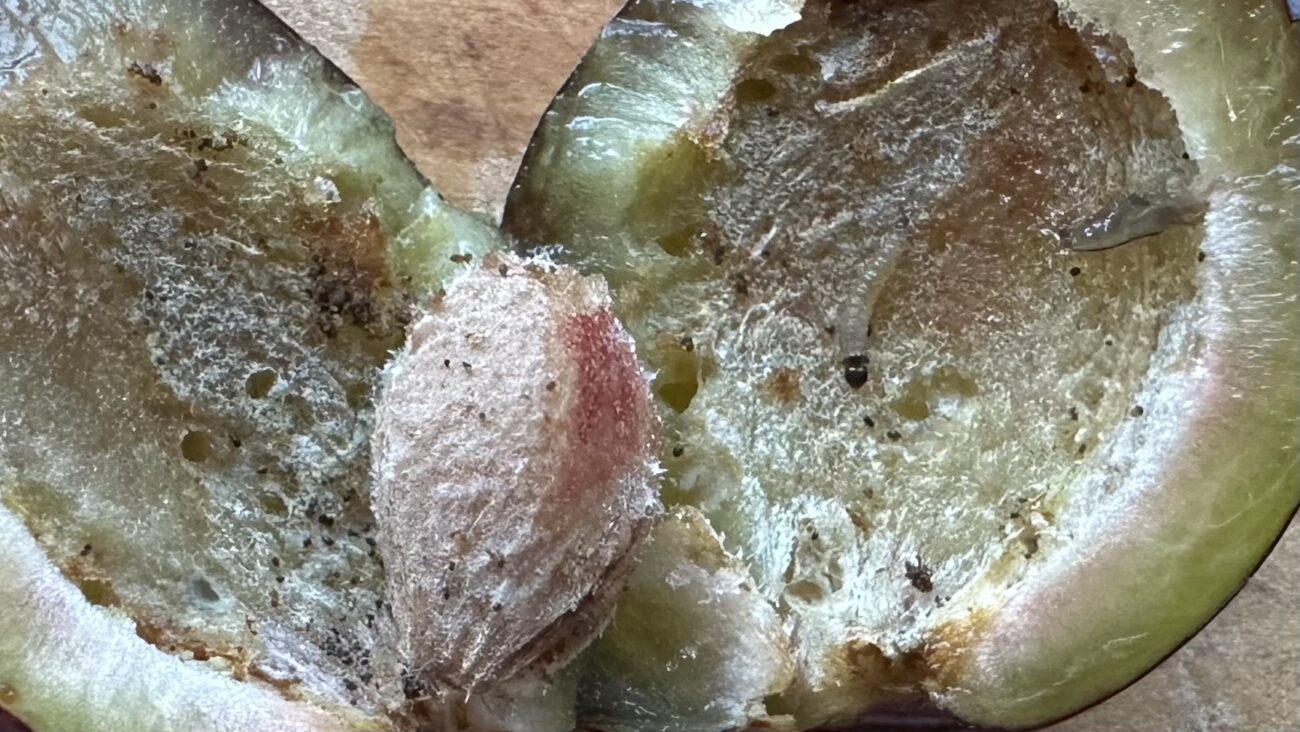 Садівники розповіли, як правильно обробити сливу від плодожерки 