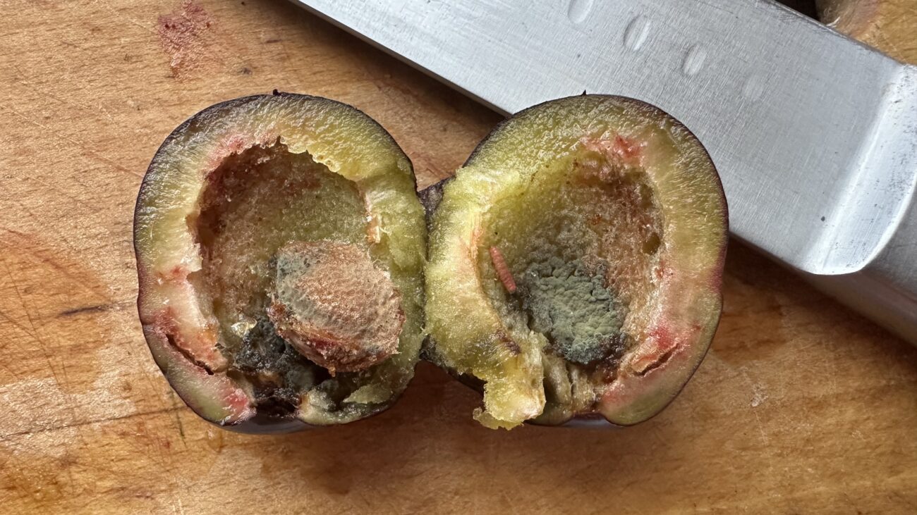 Городники розповіли, чому сливи гниють прямо на дереві 