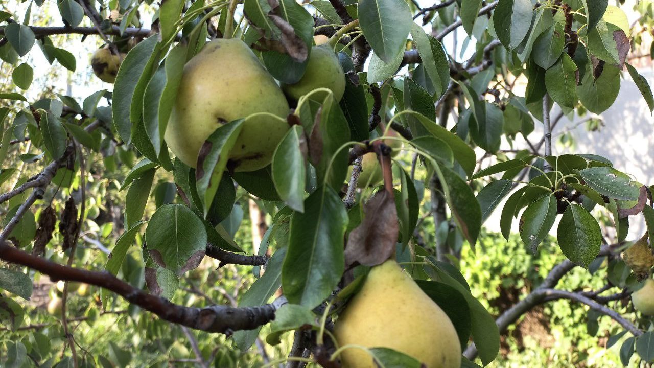Городники розповіли, що зробити, щоб у серпні з дерев не опадали плоди