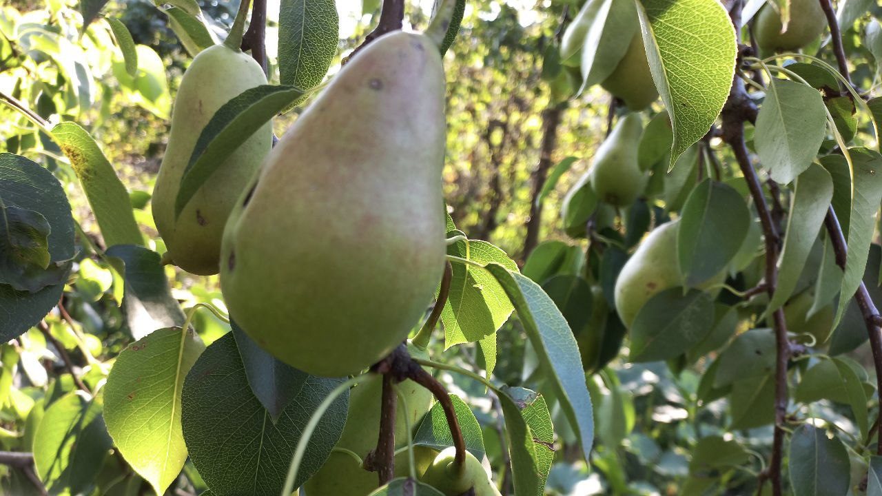 Садівники розповіли, чому груші падають з дерева ще зеленими 