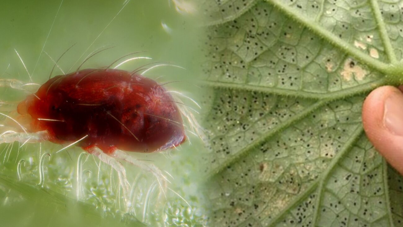 Городники розповіли, як обробити кущі від павутинного кліща 