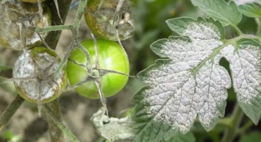 Томати обсипає “борошно”: 1 л сироватки + 10 крапель йоду на 10 л води – м’який щит від борошнистої роси 