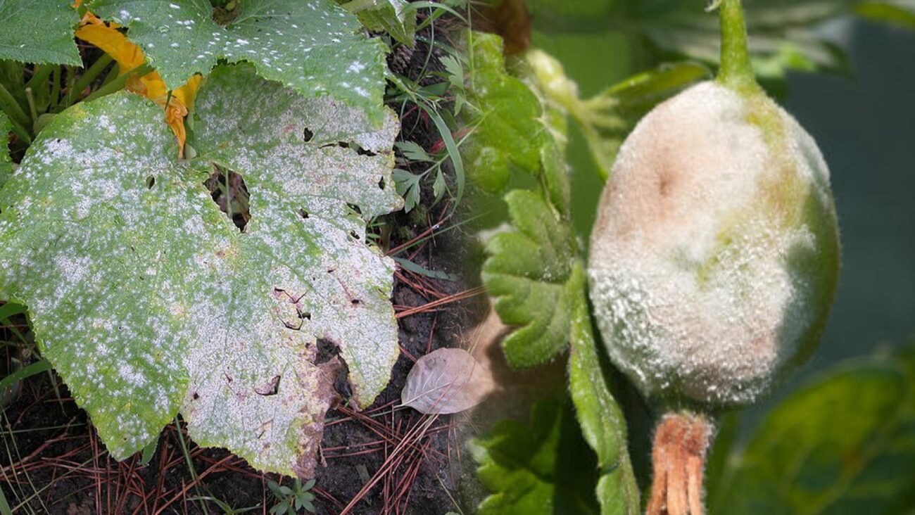 Городники розповіли, як приготувати розчин, який знищить борошнисту росу  