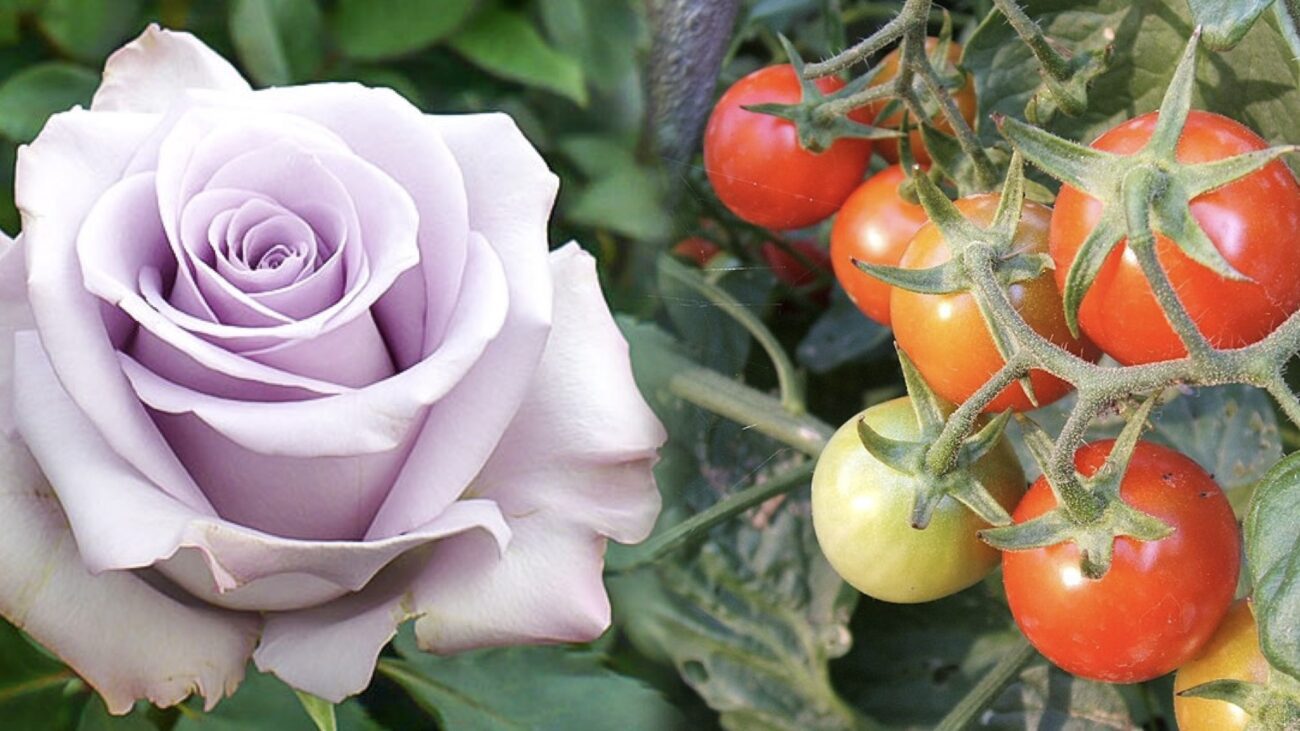 Городники розповіли, навіщо використовувати на городі засіб по догляду за шкірою 