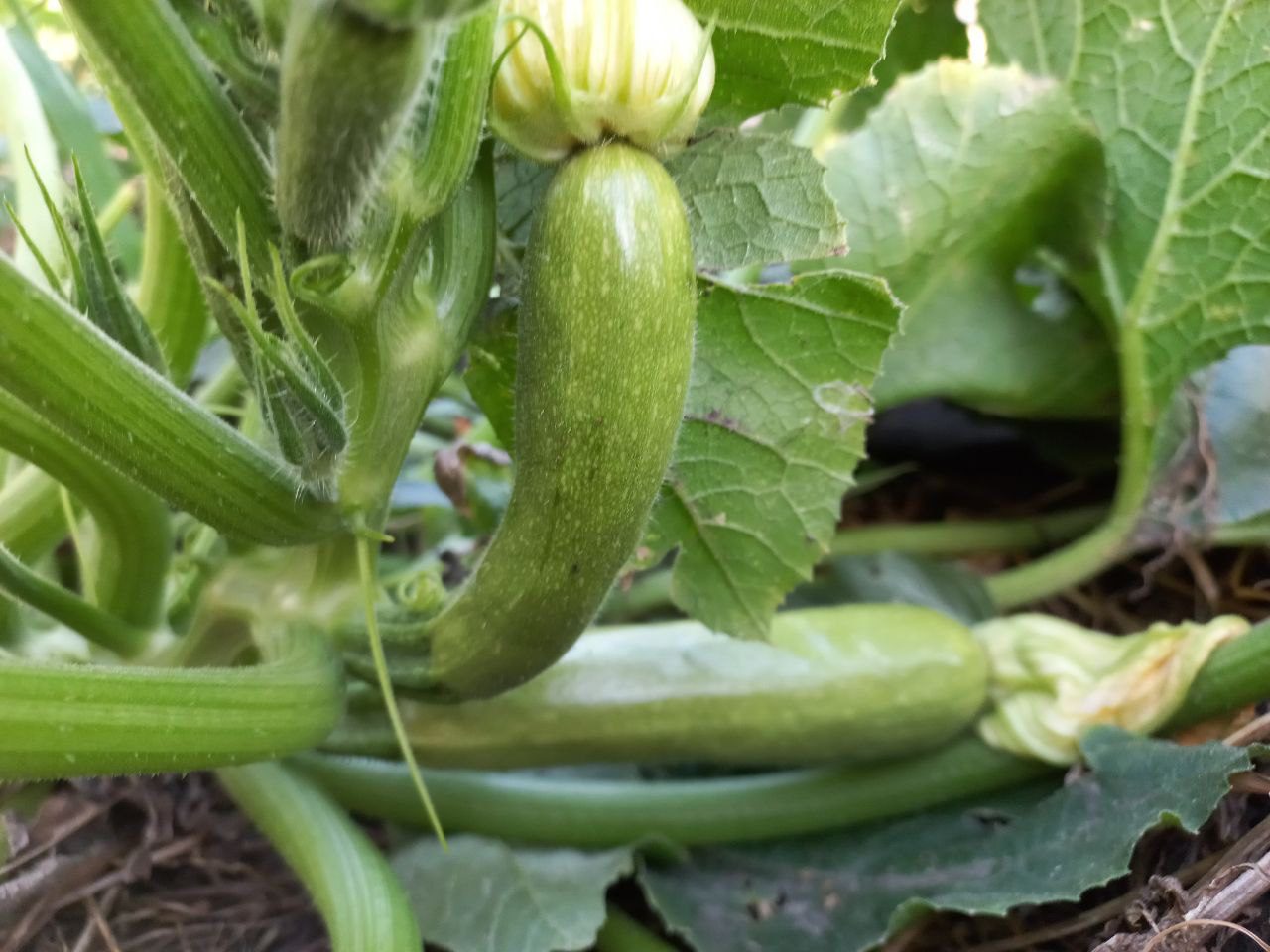 Городники розповіли, чим підживити кабачки, щоб вони плодоносили ще місяць 