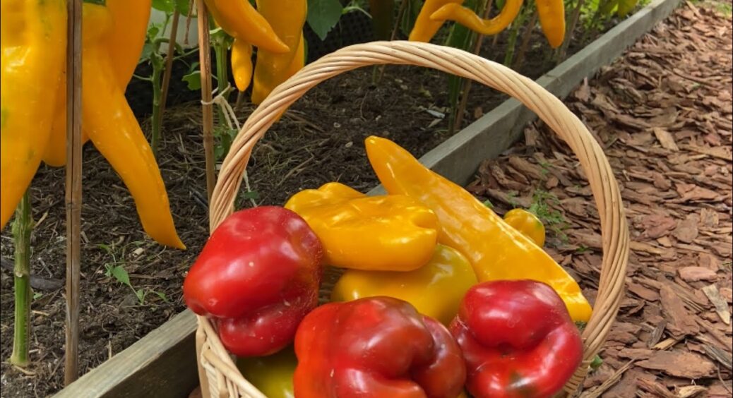 Вершинна гниль – це не “вердикт”: всього 10 г на літр води – і обприскую 3 рази з інтервалом 5 днів 