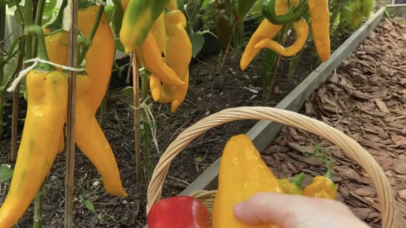 Городники розповіли, як прискорити дозрівання перців на городі 