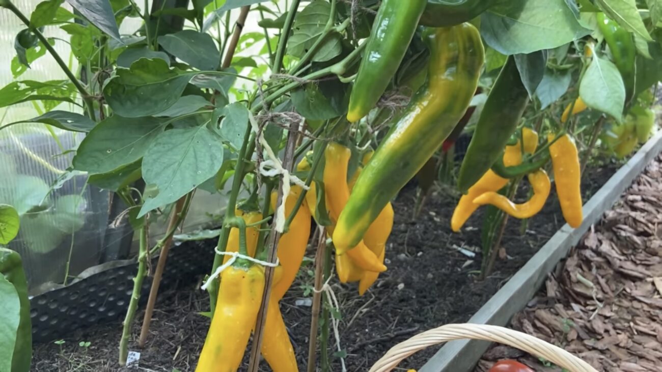 Городники розповіли, як прискорити дозрівання перців на городі 