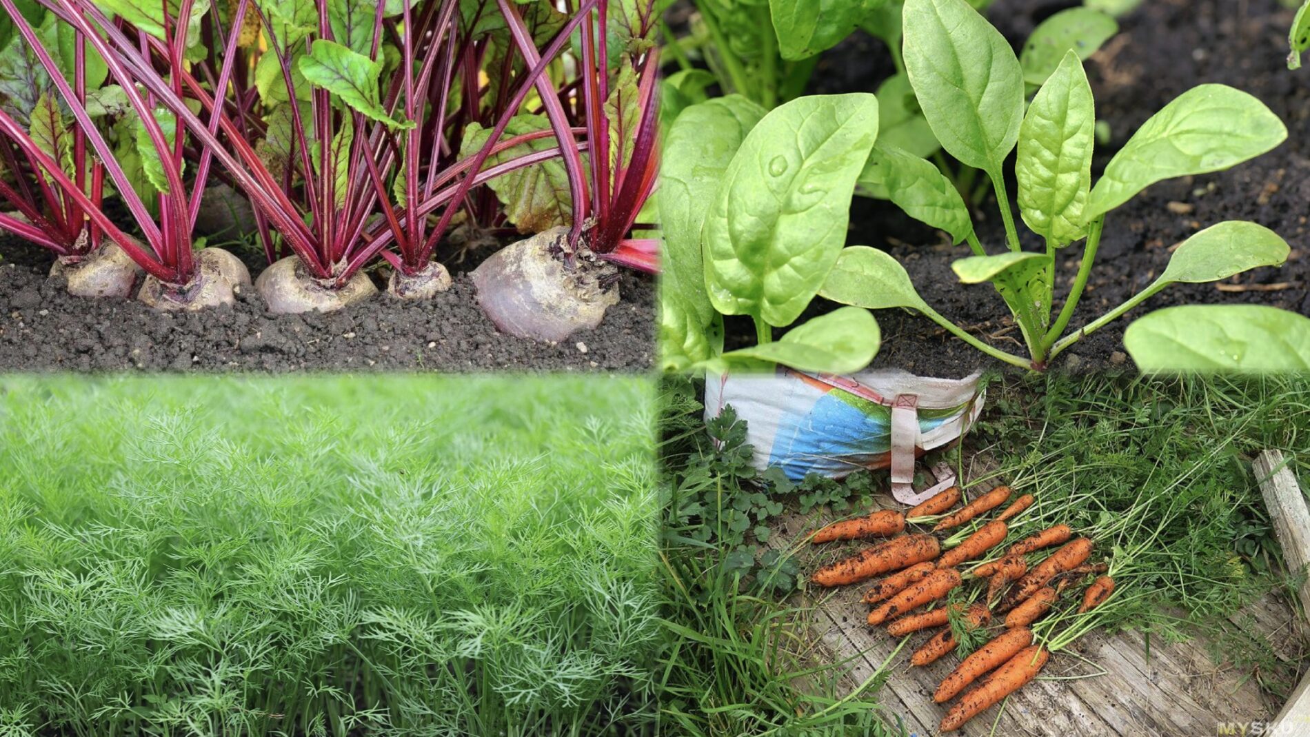 Городники розповіли, які культури ще можна посадити у серпні 