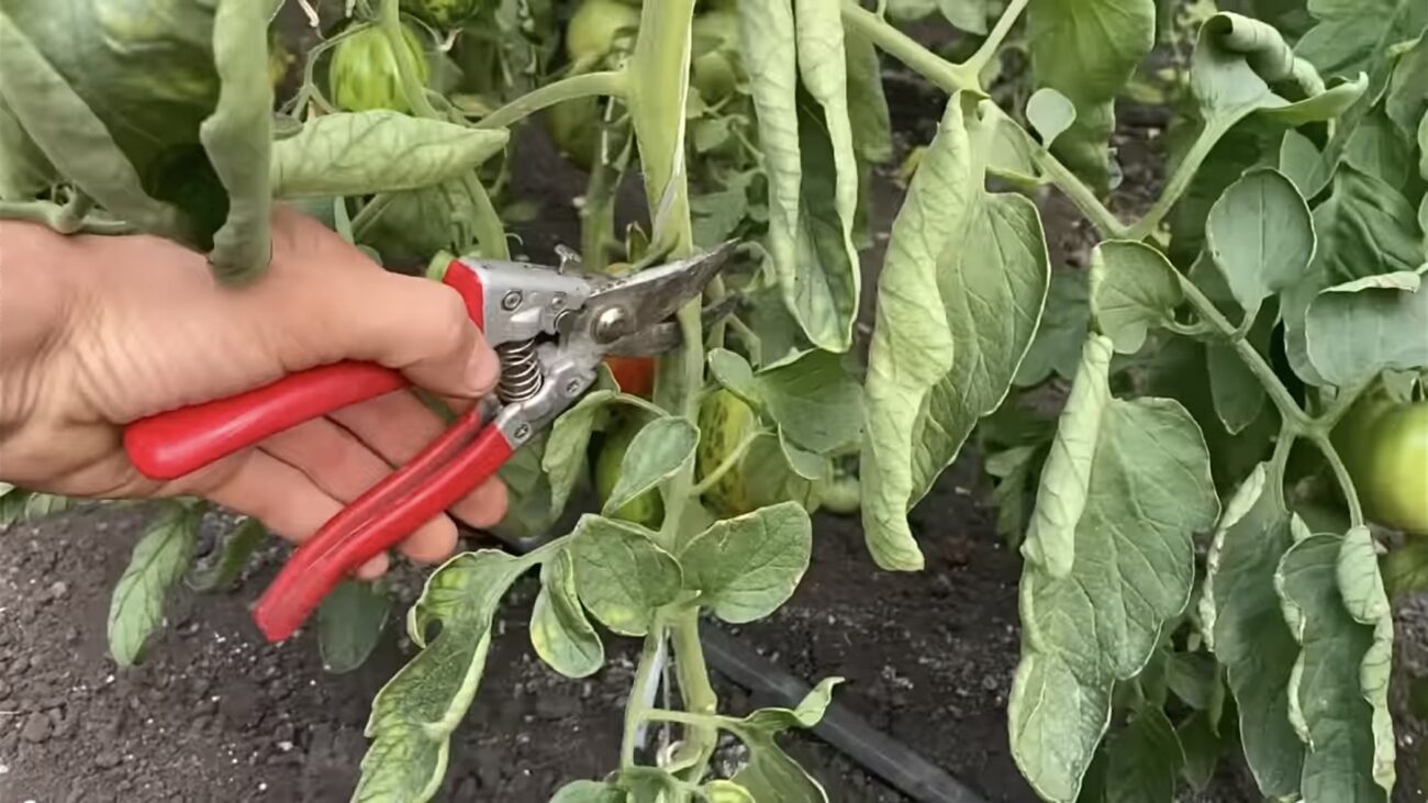 Городники розповіли, як прискорити дозрівання пізніх сортів томату 