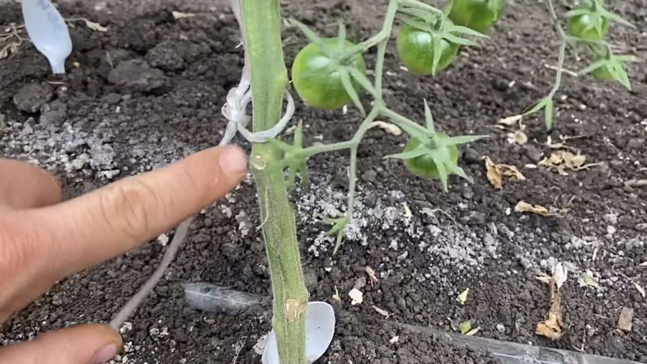 Городники розповіли, як прискорити дозрівання пізніх сортів томату 