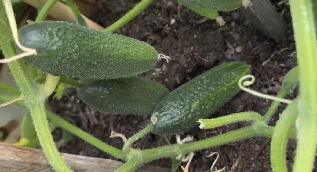 Неймовірна кількість огірків наростає буквально за 1 добу: 2 ложки на відро 10 л і плоди втомлююся збирати 