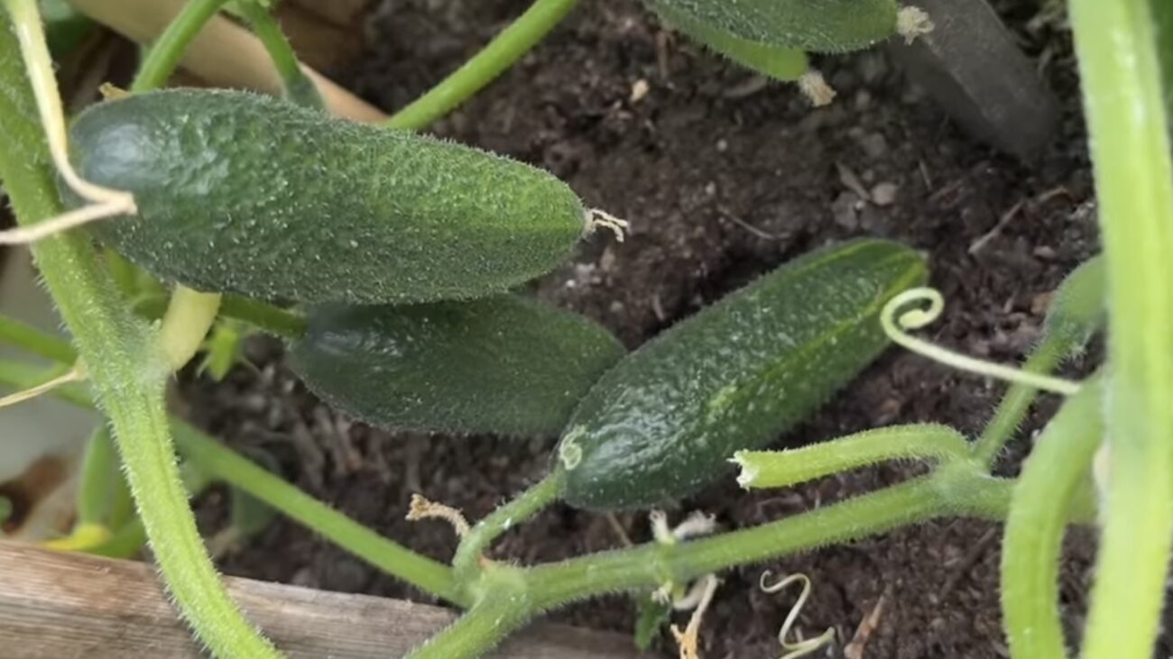 Городники розповіли, яким натуральним добривом подовжити плодоношення огірків