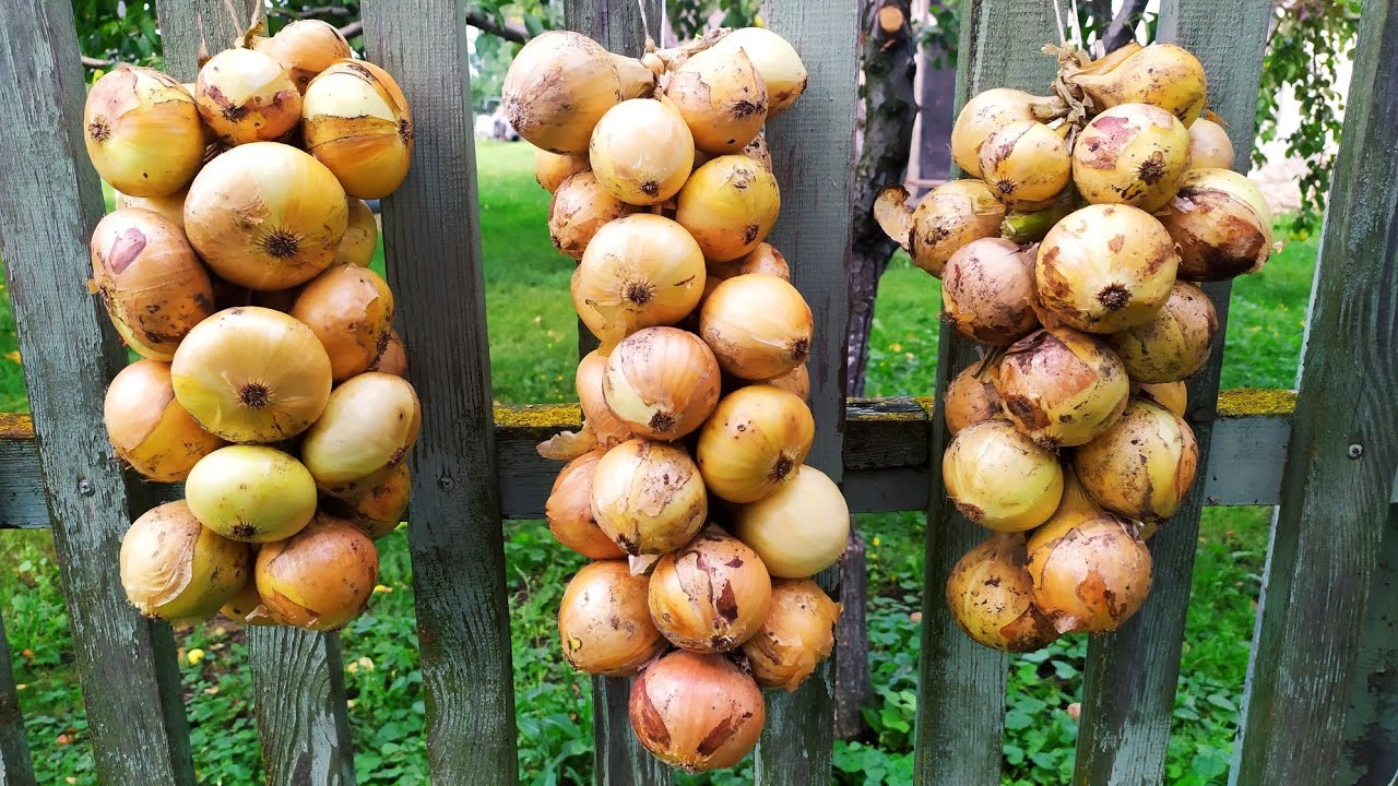 Городники розповіли, як підготувати цибулю до тривалого зберігання 
