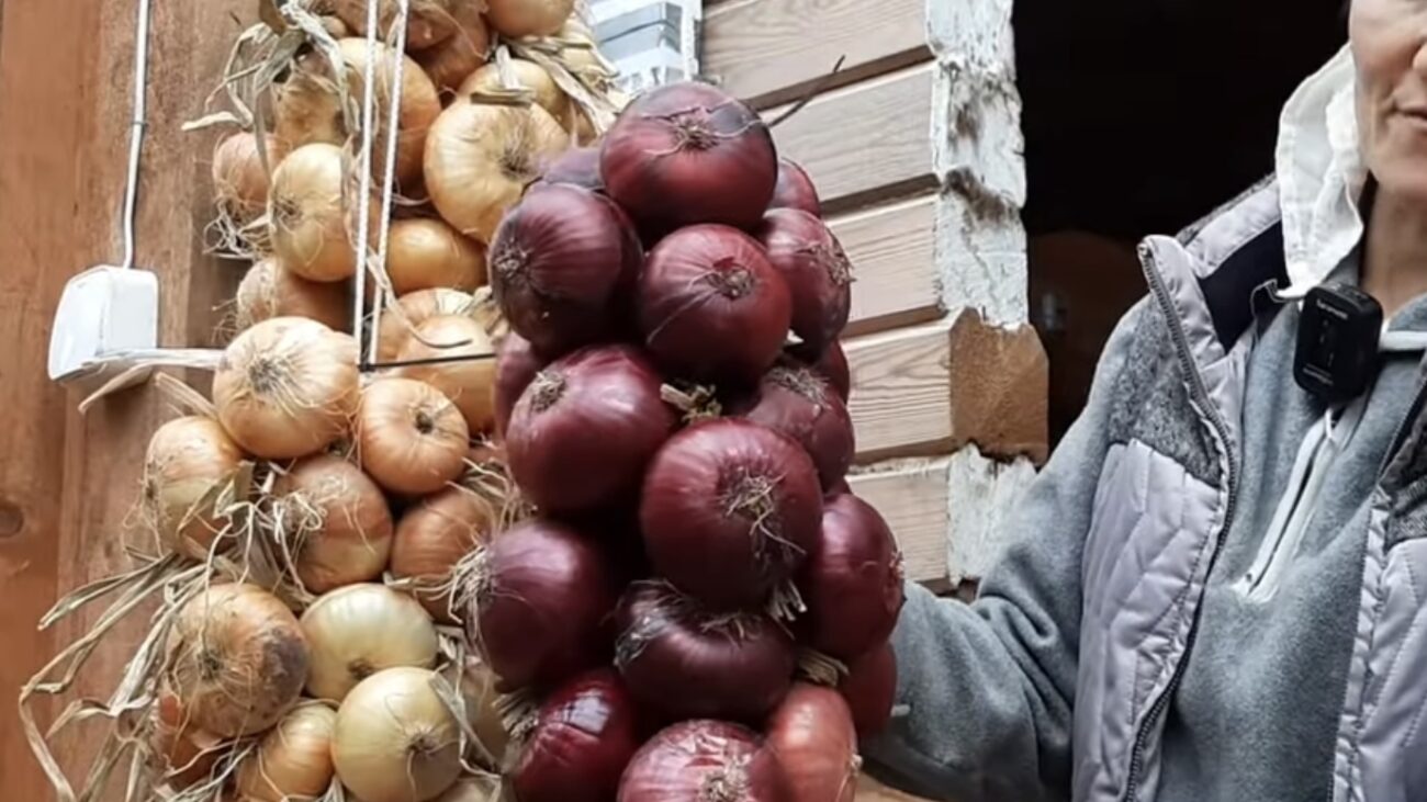 Городники розповіли, як підготувати цибулю до тривалого зберігання 