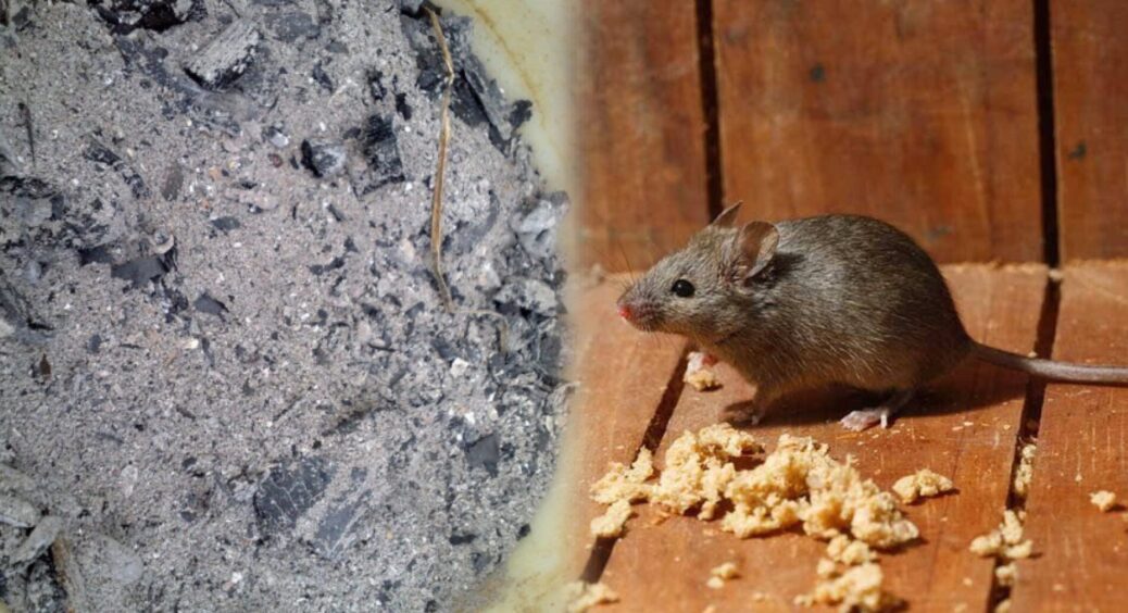 Попіл з мангалу не викидаю, а розсипаю по підлозі у погребі: запаси в безпеці – гризуни обходять стороною 