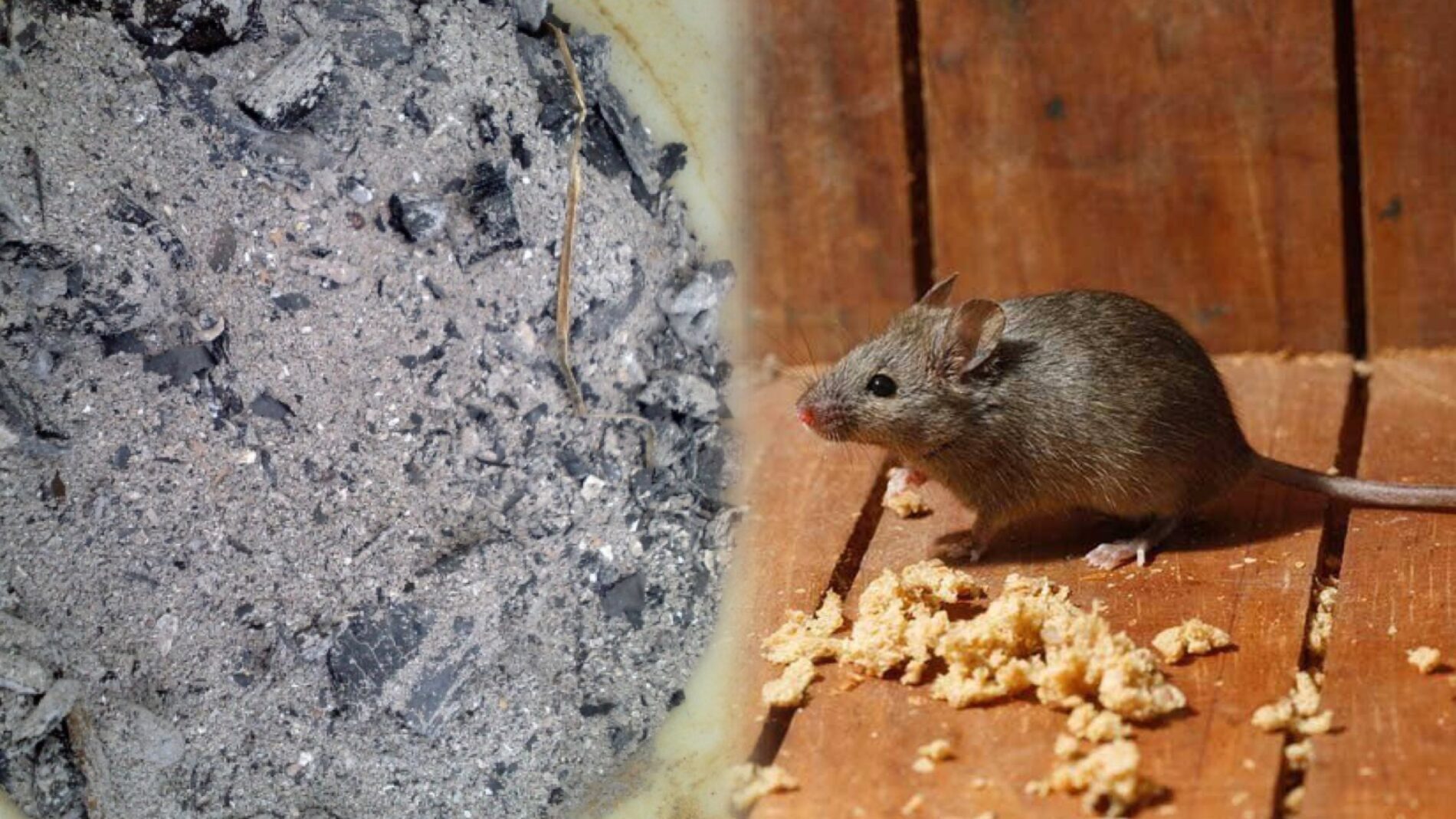 Дачники розповіли, як позбутися гризунів у погребі за допомогою попелу 