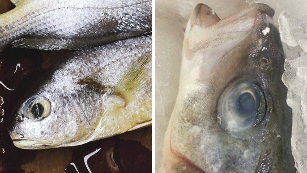 Продавчиня розповіла, які ознаки вказують на те, що на прилавку не свіжа риба Продавчиня розповіла, які ознаки вказують на те, що на прилавку не свіжа риба