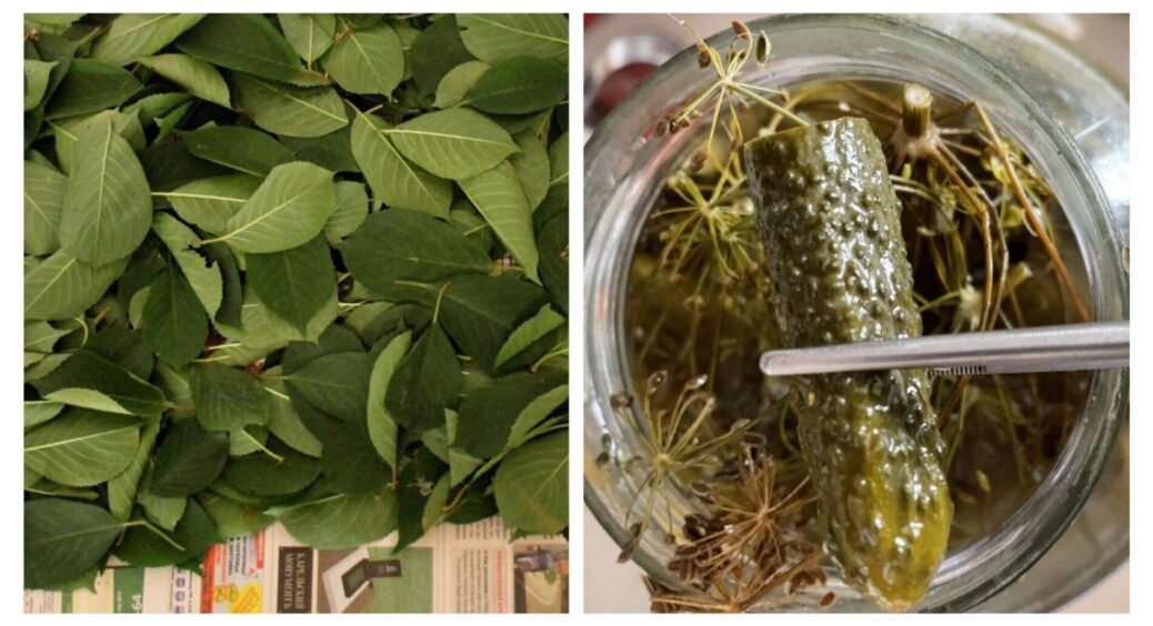 Геніальний рецепт маринованих огірків: навмання додала 1 листочок, а вони збереглися хрусткими до весни 