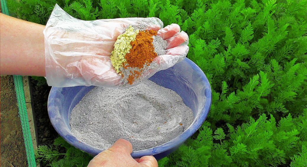 Змішую 3 інгредієнти в одній мисці й сиплю по 1 жменьці у міжряддя: морква ще ніколи не була такою солодкою 