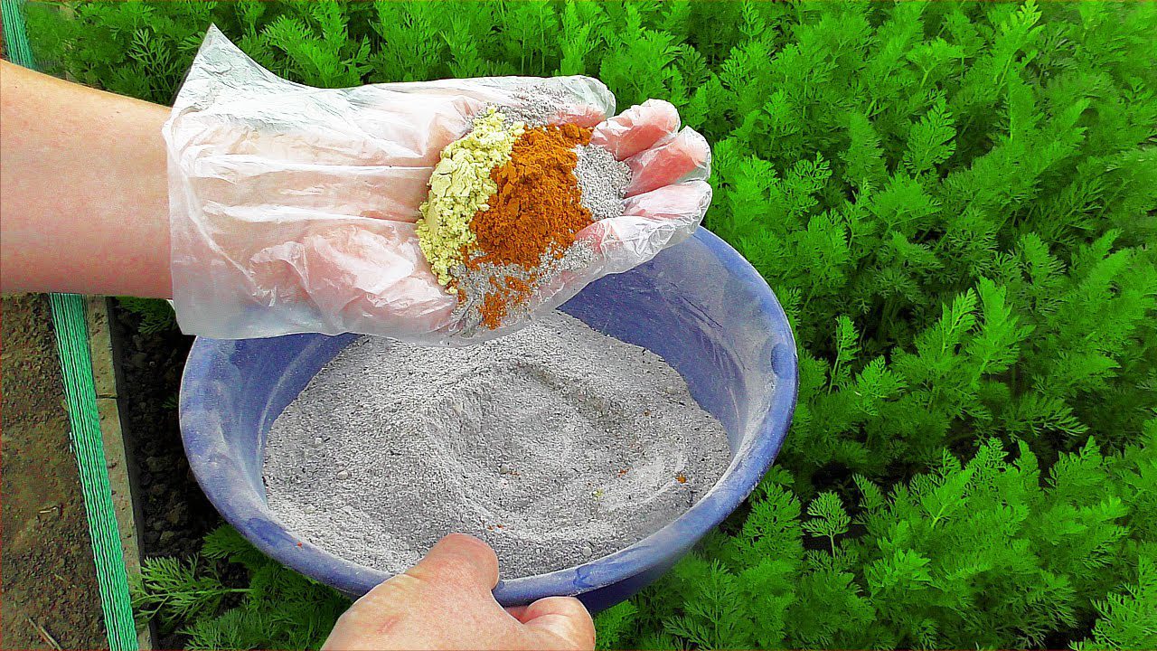 Городники розповіли, як підживити моркву і захистити від морковної мухи 