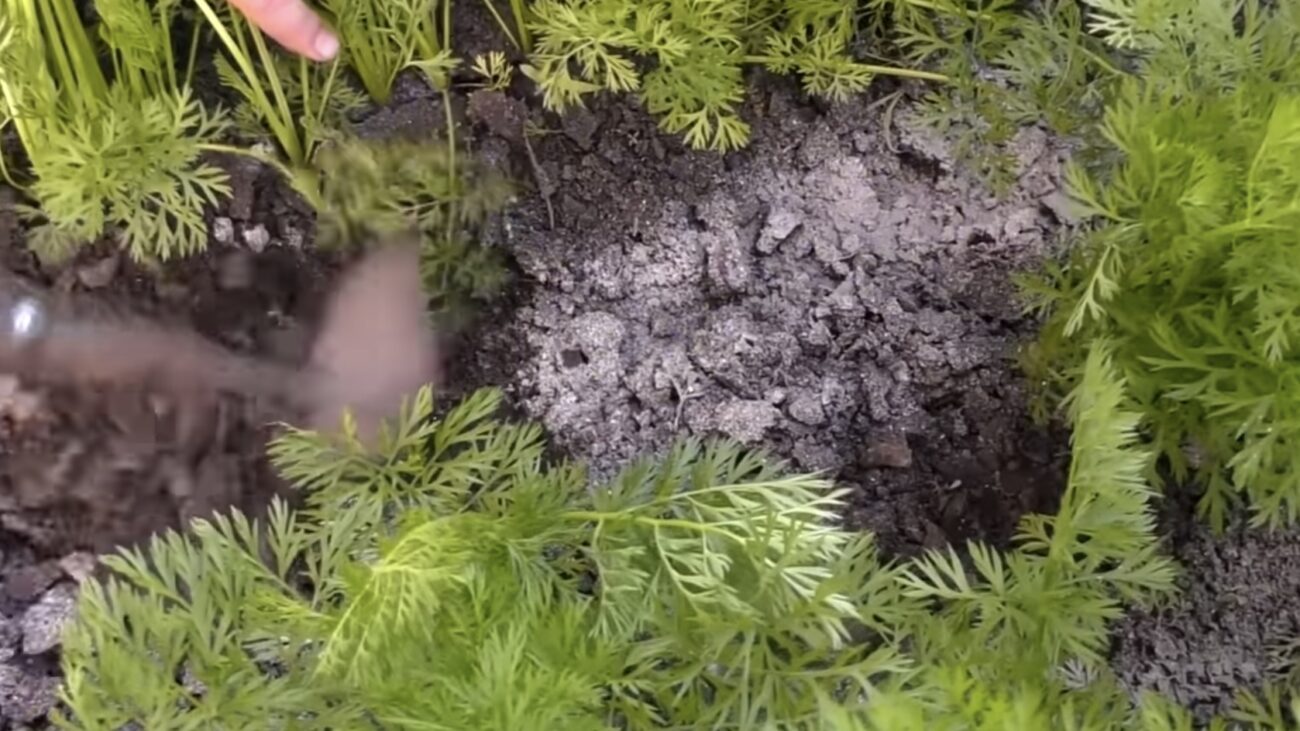 Городники розповіли, як підживити моркву і захистити від морковної мухи 