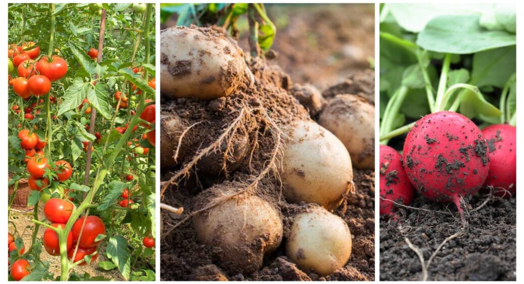 Категорично заборонено сіяти ці 3 рослини там, де була картопля — запам’ятайте і запишіть: врожаю буде 0 