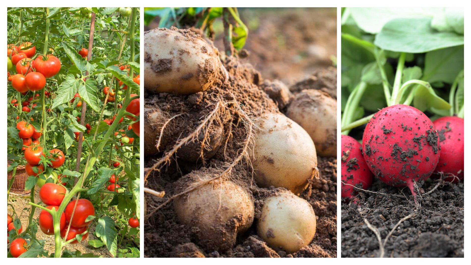 Городники розповіли, які рослини категорично не можна садити після картоплі 