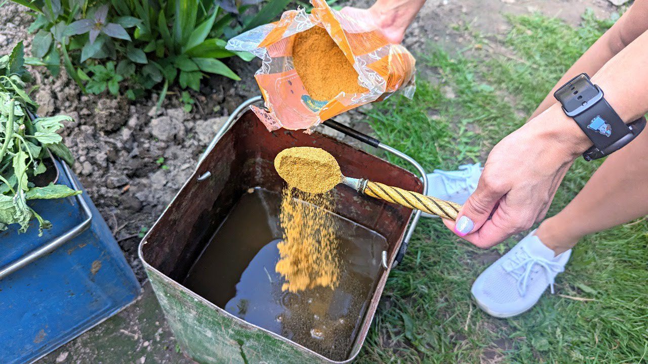 Городники розповіли, як застосовувати гірчичний порошок для картоплі і баклажанів 