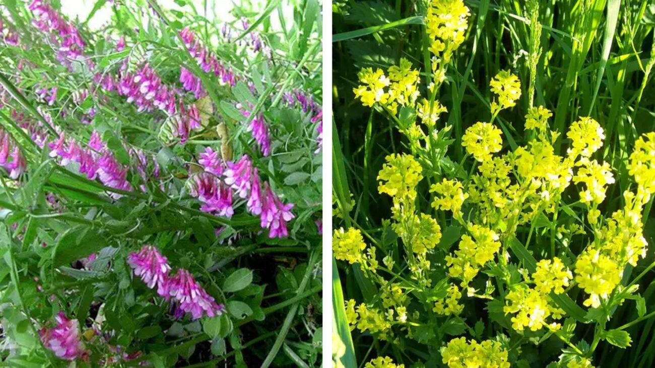 Городники розповіли, чим можна замінити перегній для підживлення картоплі  