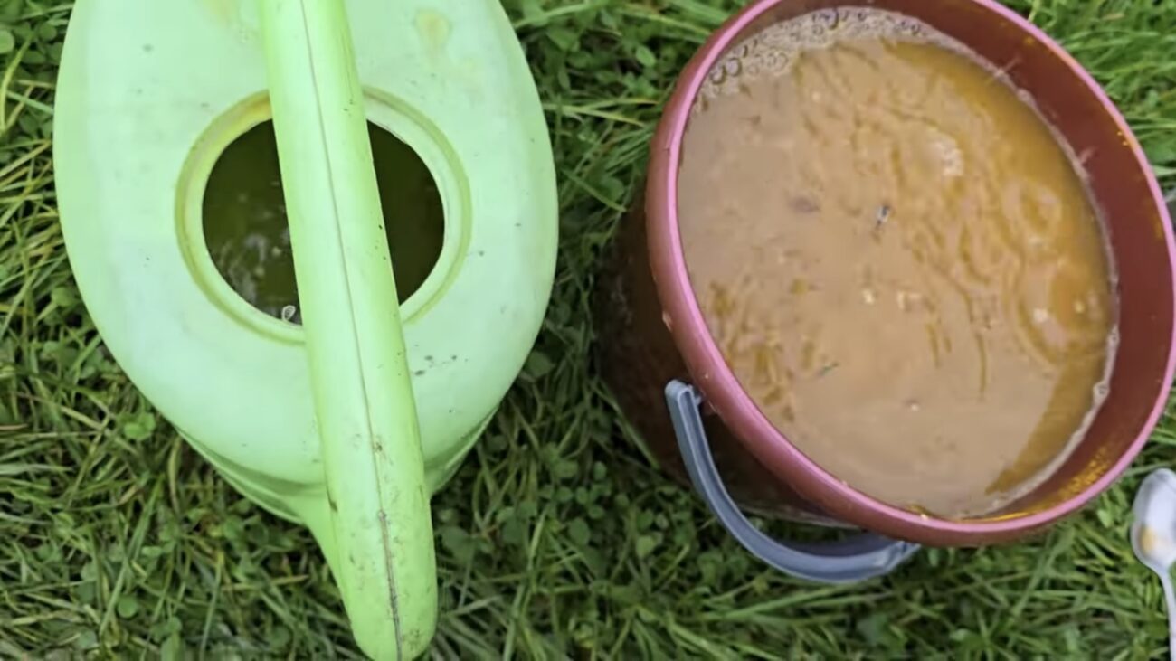 Городники розповіли, як зробити натуральний розчин від грибка у ґрунті 