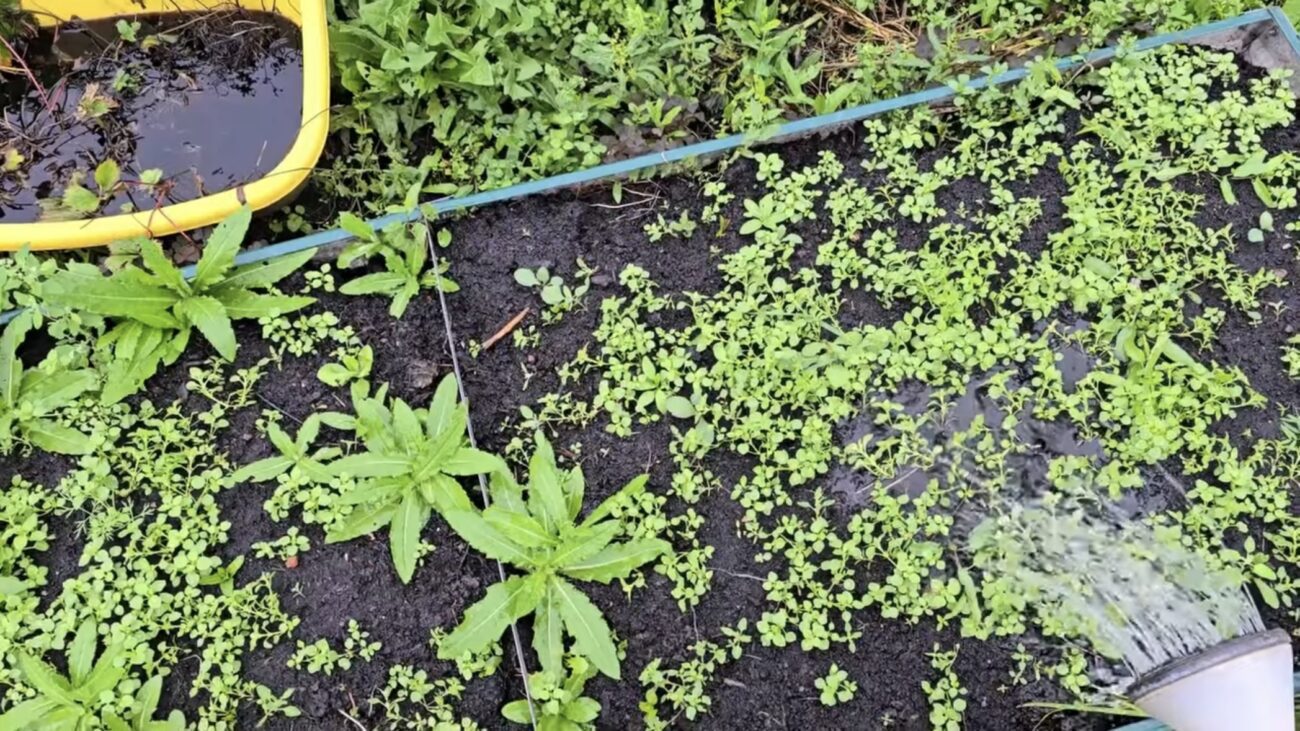 Городники розповіли, як зробити натуральний розчин від грибка у ґрунті 