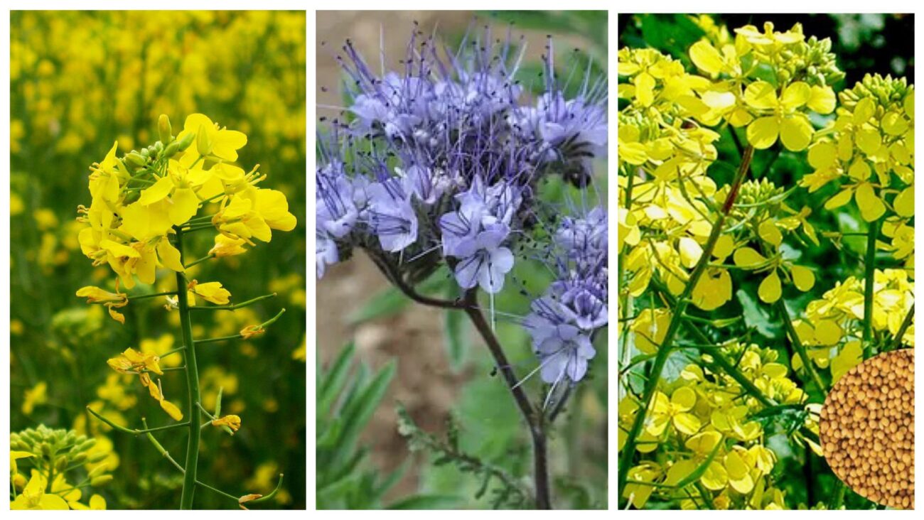 Городники розповіли, які сидерати висіяти восени для покращення родючості 