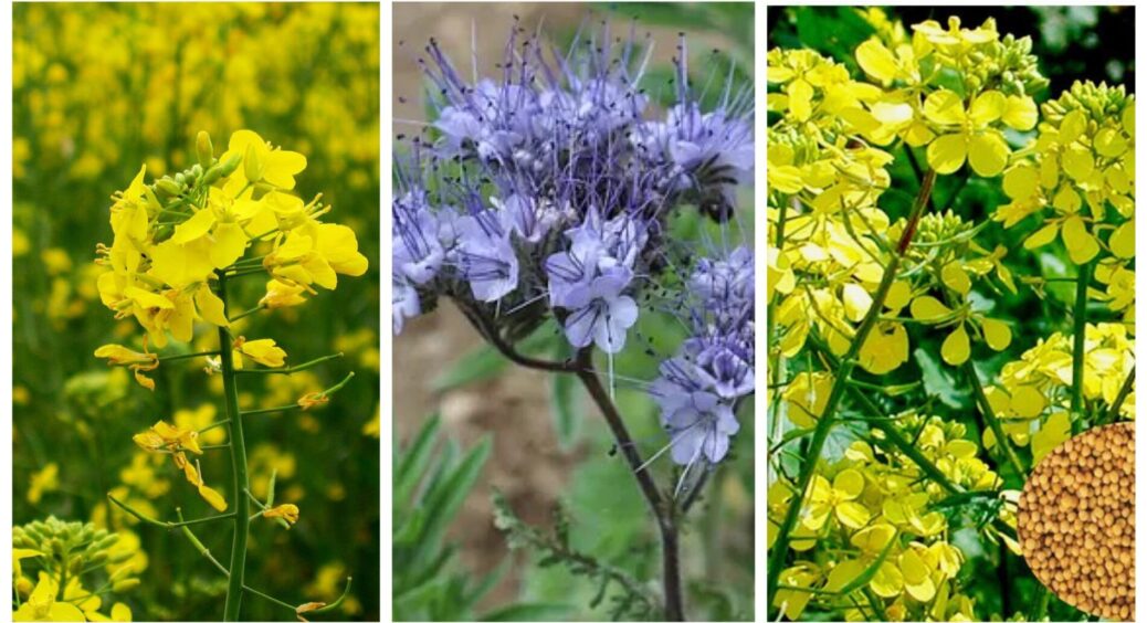 І не гірчиця, і не фацелія: торік для родючості ґрунту обрала ці 2 сидерати і не прогадала. Висіяла й у 2025 