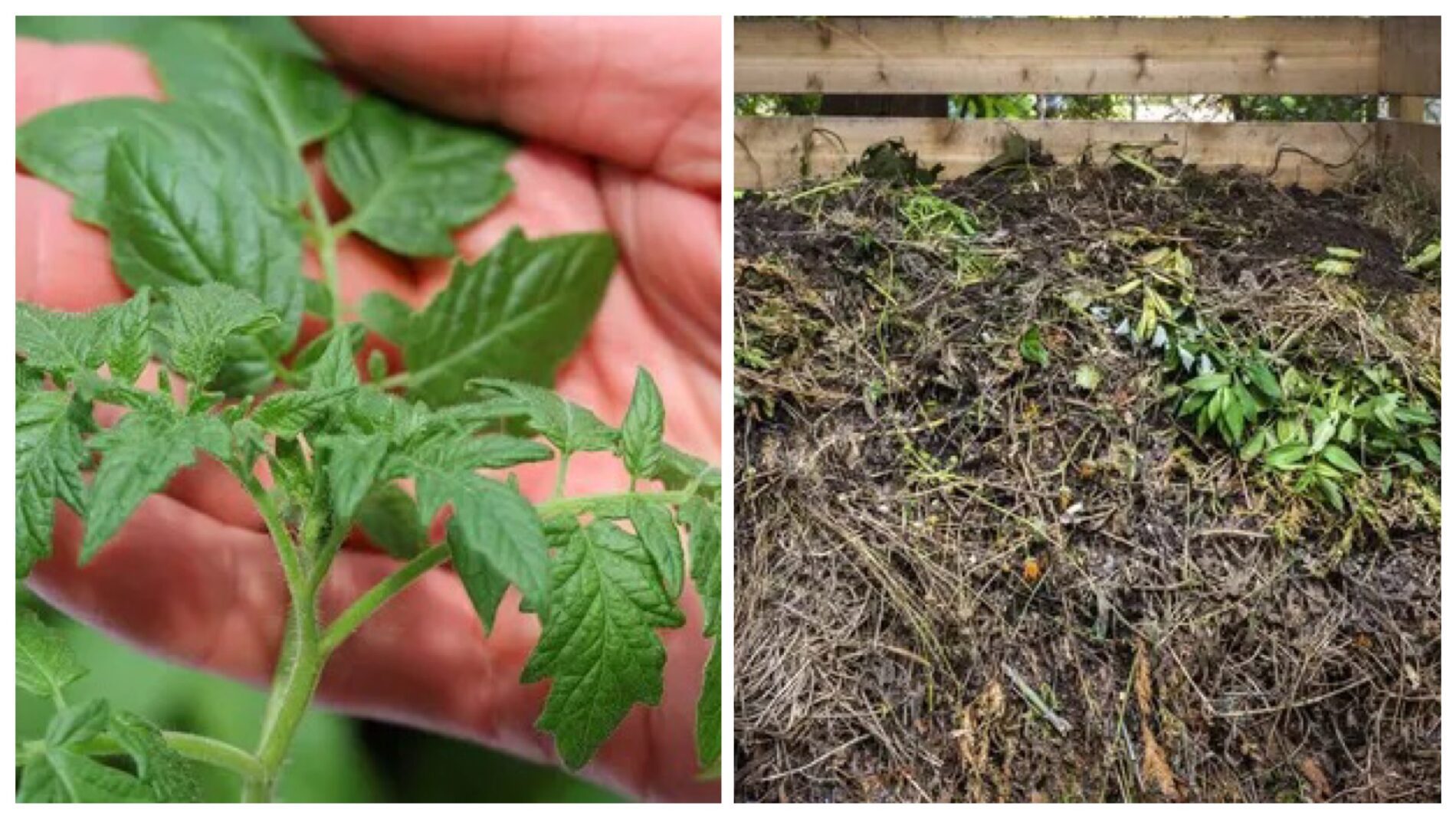 Агрономи розповіли, чи можна класти ботву від помідорів у компост 