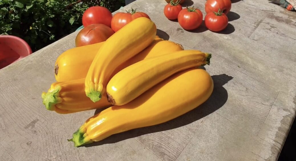 Цей кабачок сію під кінець серпня завжди і буду сіяти. 1 сорт кабачків, який дає багатий врожай на осінь 