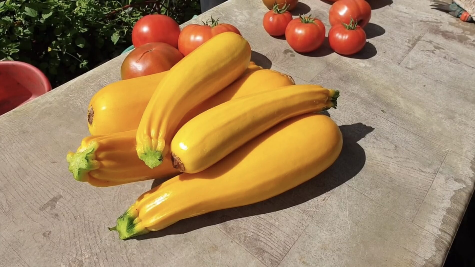 Городники розповіли, який сорт кабачків можна посіяти в кінці серпня 