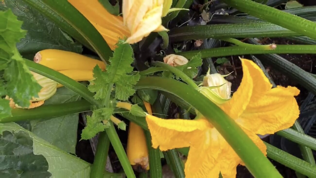 Городники розповіли, який сорт кабачків можна посіяти в кінці серпня