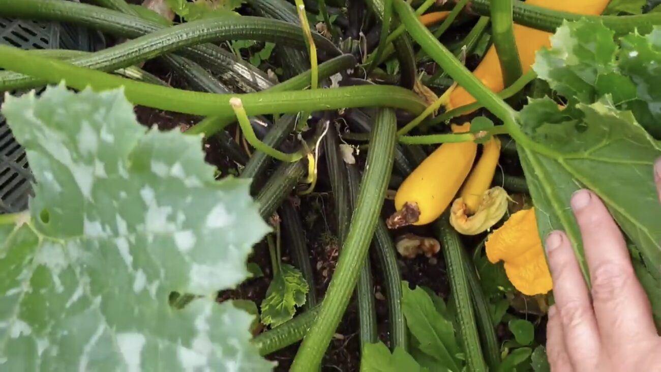 Городники розповіли, який сорт кабачків можна посіяти в кінці серпня 