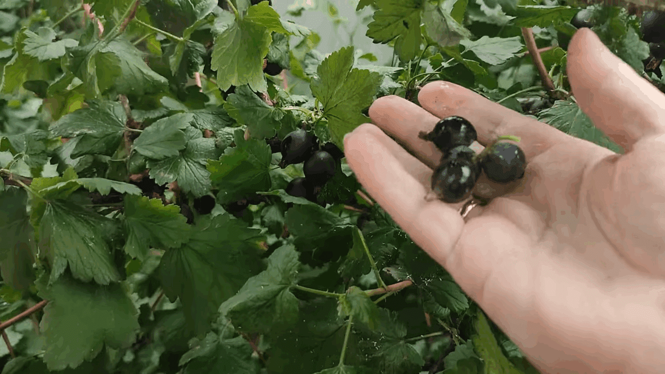 Експерти розповіли, як самостійно вирощувати йошту