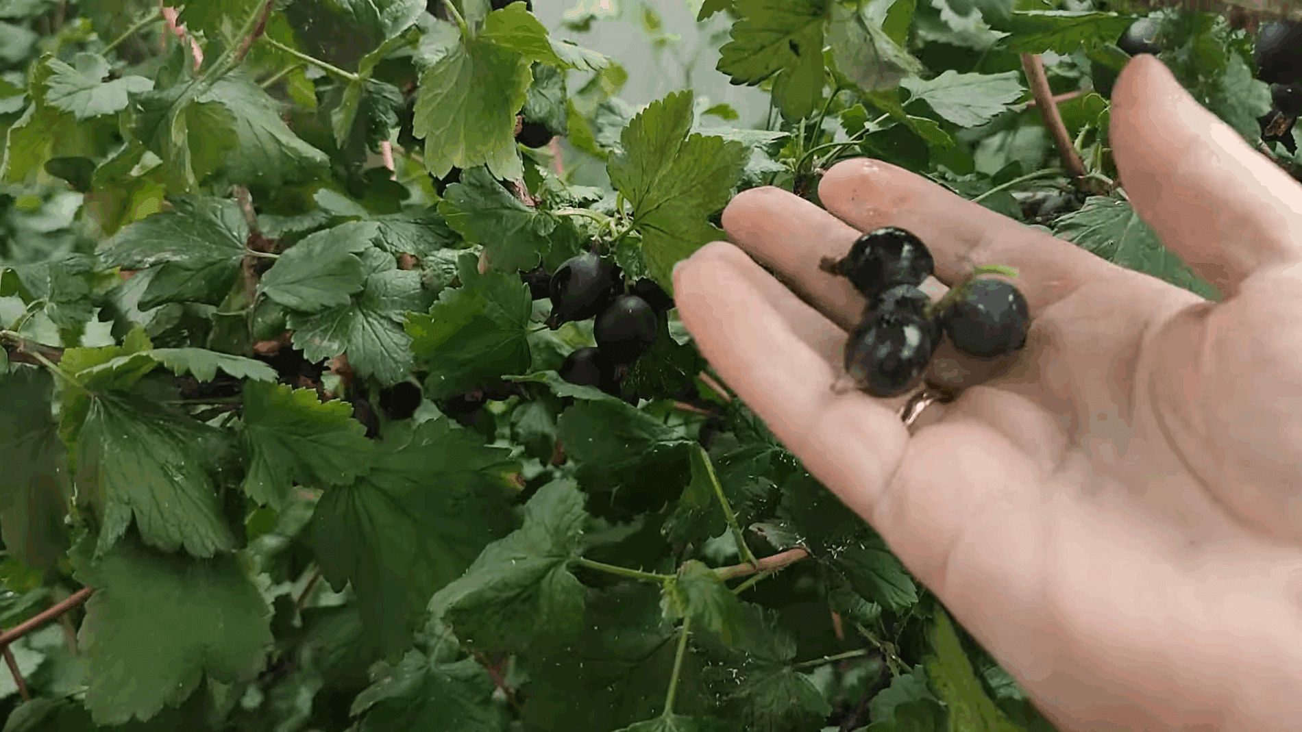 Експерти розповіли, як самостійно вирощувати йошту