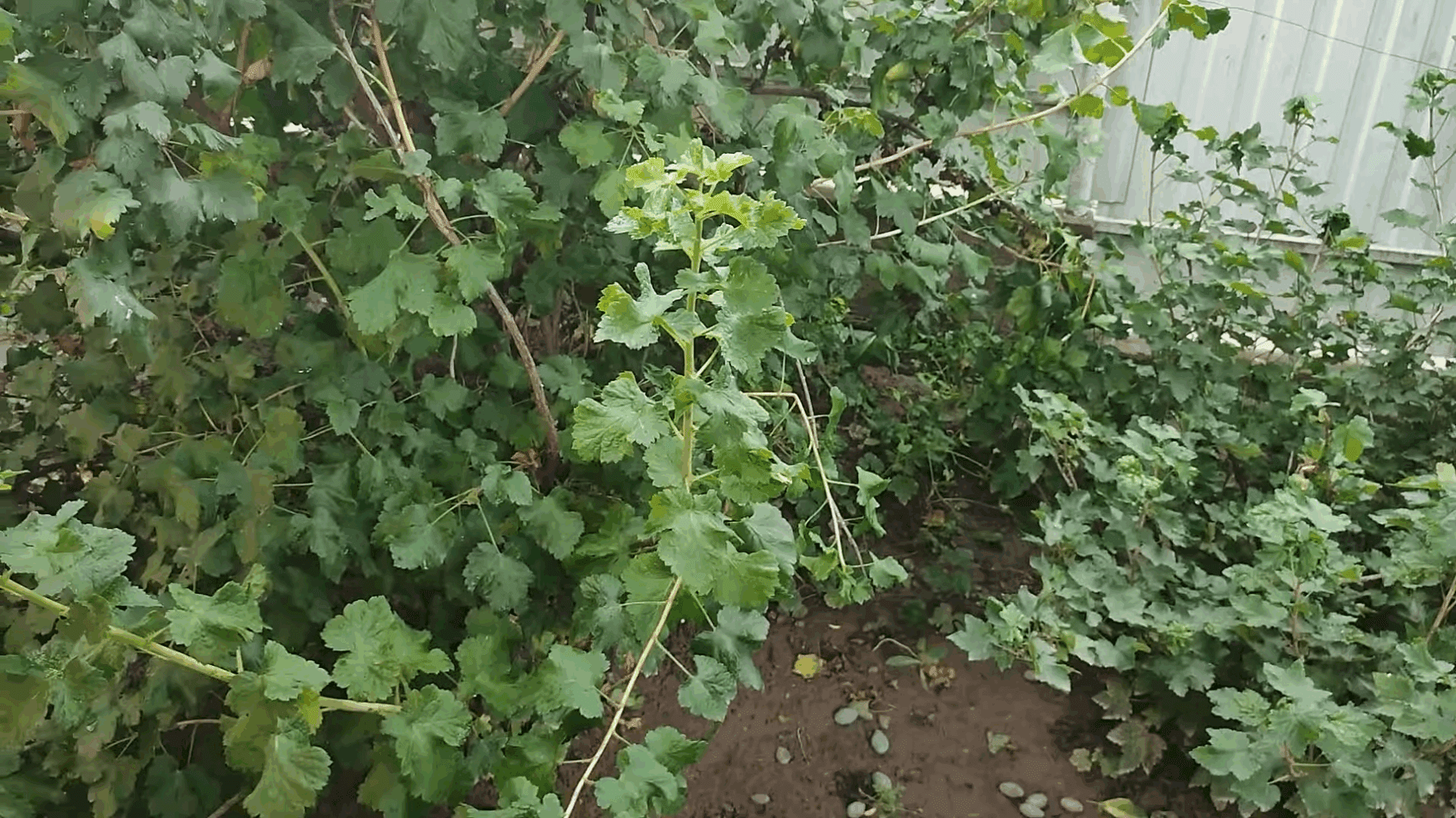 Експерти розповіли, як самостійно вирощувати йошту