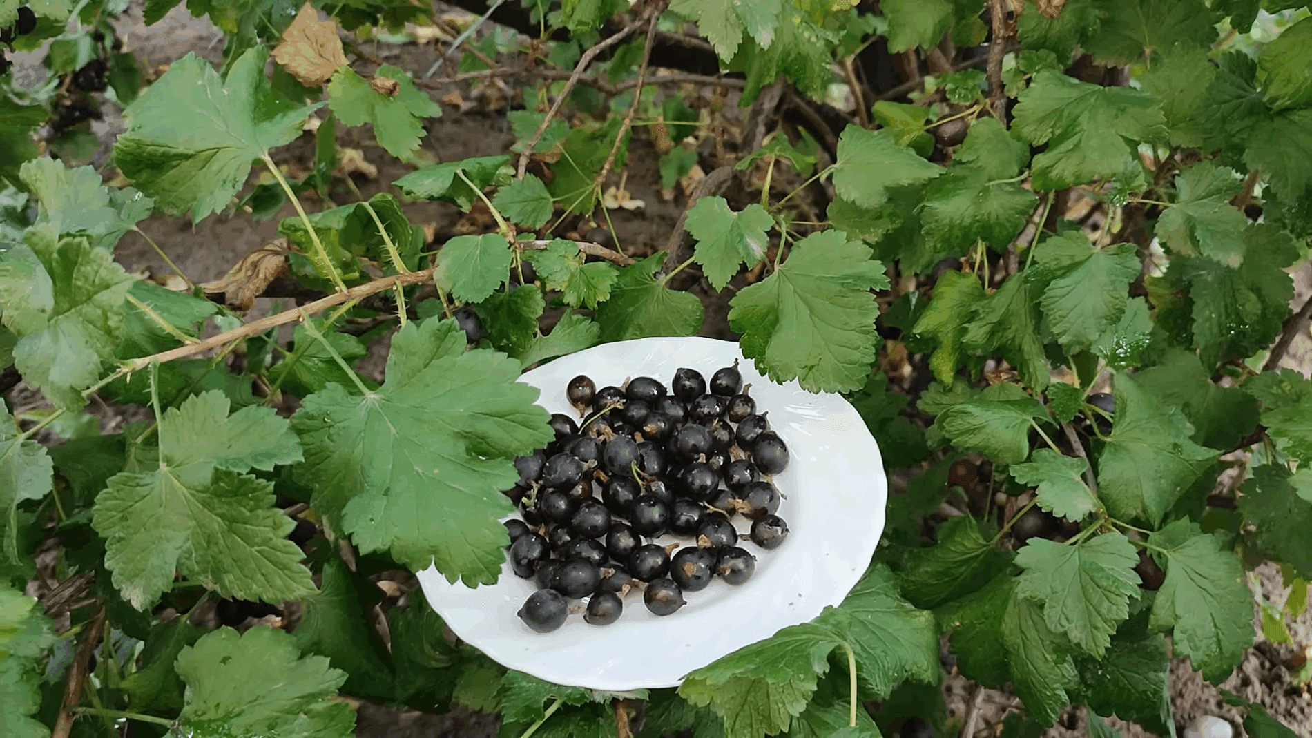 Експерти розповіли, як самостійно вирощувати йошту