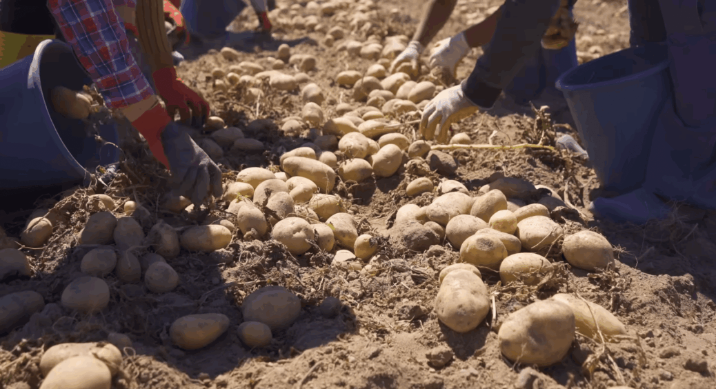 Не місячний календар, а 100-річний досвід: агроном назвав найкращу дату для викопування картоплі у серпні 