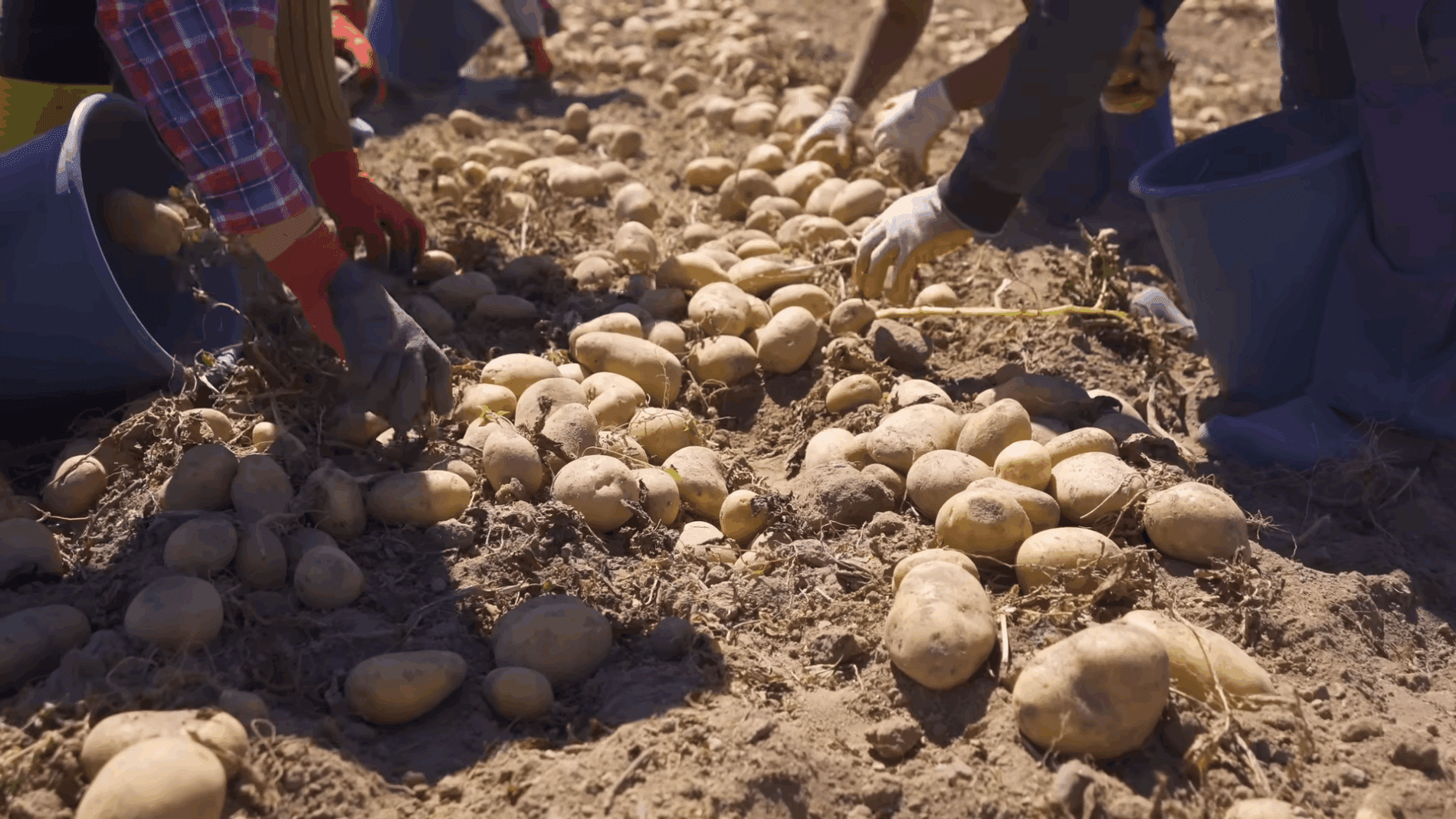 Експерти розповіли, які рослини найкраще висівати після картоплі