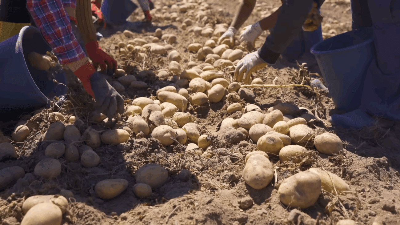 Городники пояснили, як підживити картоплю у серпні для зимового сезону