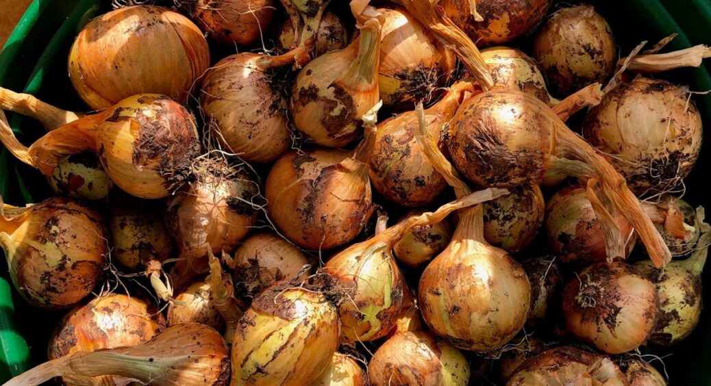 А якщо чекати не можна? 3 “трюки”, як прискорити дозрівання цибулі природним способом 